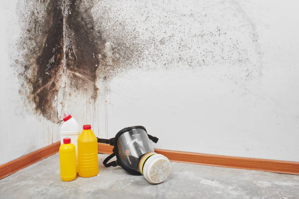 Best Post-Flood Mold Remediation in Knightstown, IN
