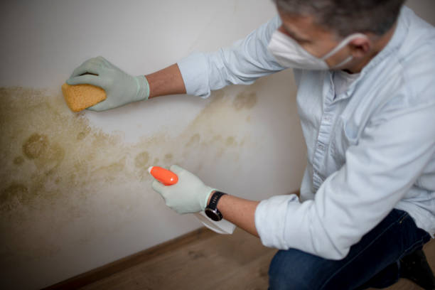 Best DIY Mold Remediation Support Services in Knightstown, IN